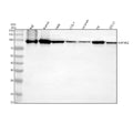 Anti-MAP4K2 Antibody Picoband®
