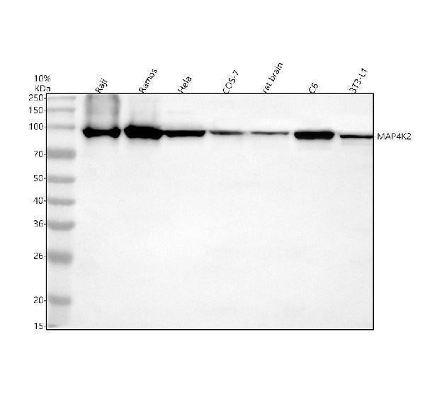 Anti-MAP4K2 Antibody Picoband®