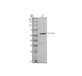 Anti-SLC7A10 Antibody Picoband®