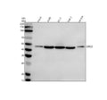 Anti-OPN3 Antibody Picoband®