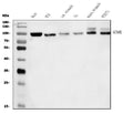 Anti-FAM129B/NIBAN2 Antibody Picoband®