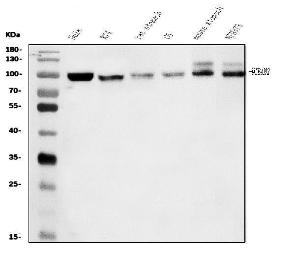 Anti-FAM129B/NIBAN2 Antibody Picoband®