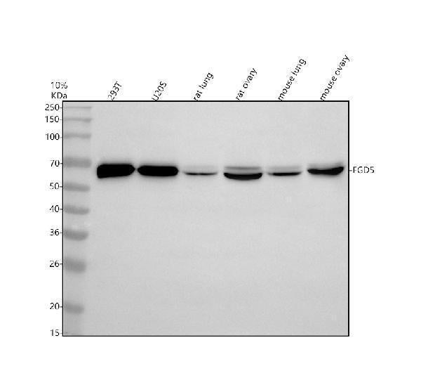 Anti-FGD5 Antibody Picoband®