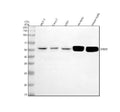 Anti-CBY2 Antibody Picoband®