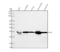 Anti-GLYAT Antibody Picoband®
