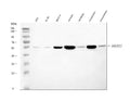 Anti-B3GNT2 Antibody Picoband®