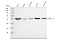 Anti-DPYS Antibody Picoband®