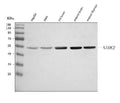 Anti-C5orf33/NADK2 Antibody Picoband®