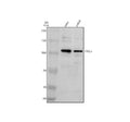 Anti-TTLL5 Antibody Picoband®