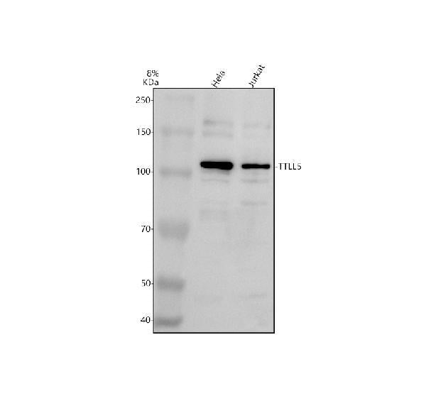 Anti-TTLL5 Antibody Picoband®