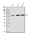 Anti-FEZF1 Antibody Picoband®
