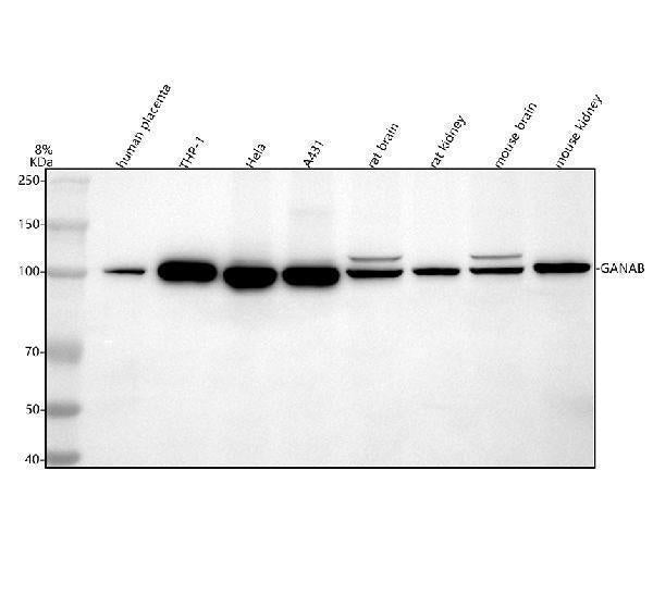 Anti-GANAB Antibody Picoband®