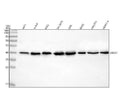 Anti-UBXN1 Antibody Picoband®