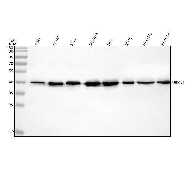 Anti-UBXN1 Antibody Picoband®