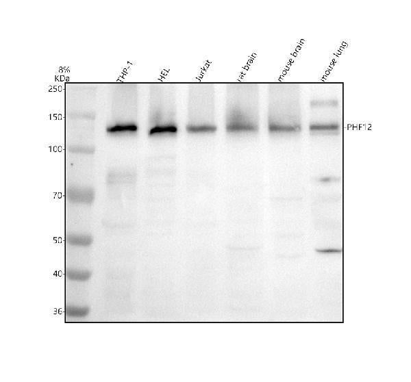 Anti-PHF12 Antibody Picoband®
