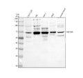 Anti-TOP1MT Antibody Picoband®