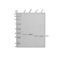 Anti-STX5 Antibody Picoband®