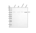 Anti-REPS2 Antibody Picoband®