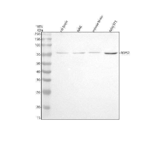 Anti-REPS2 Antibody Picoband®