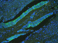 Anti-ATP5G1,2,3/ATP5MC1,2,3 Antibody Picoband®