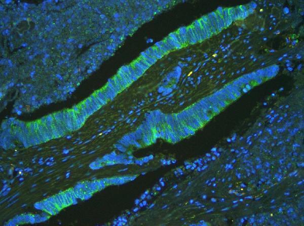 Anti-ATP5G1,2,3/ATP5MC1,2,3 Antibody Picoband®