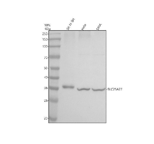 Anti-SLC25A27 Antibody Picoband®