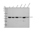 Anti-PGLYRP4 Antibody Picoband®