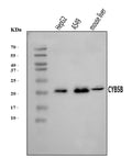 Anti-CYB5B Antibody Picoband®