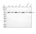 Anti-YTHDF1 Antibody Picoband®