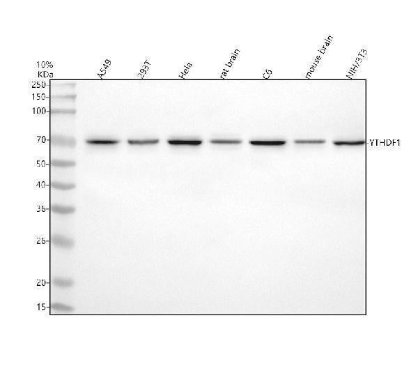 Anti-YTHDF1 Antibody Picoband®