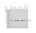 Anti-HEXIM2 Antibody Picoband®