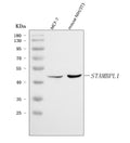 Anti-AMSH-LP/STAMBPL1 Antibody Picoband®