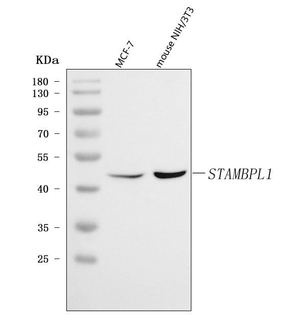 Anti-AMSH-LP/STAMBPL1 Antibody Picoband®