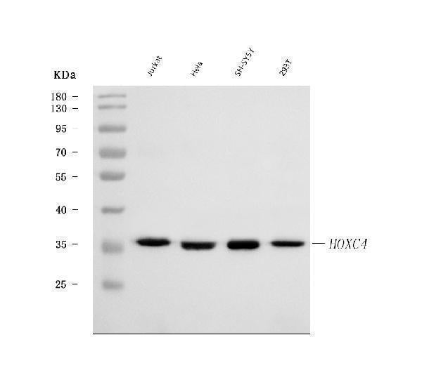 Anti-HOXC4 Antibody Picoband®