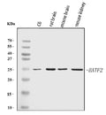Anti-Batf2 Antibody Picoband®