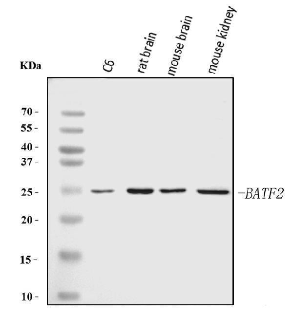 Anti-Batf2 Antibody Picoband®