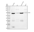 Anti-TGM4 Antibody Picoband®