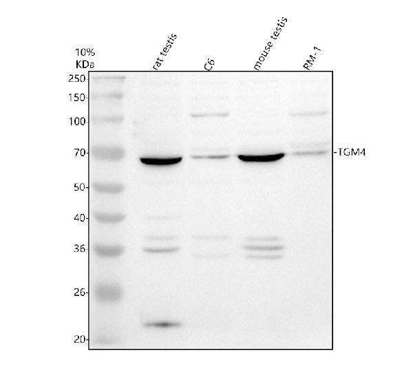 Anti-TGM4 Antibody Picoband®
