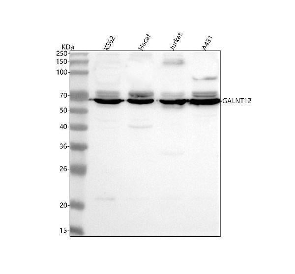 Anti-GALNT12 Antibody Picoband®