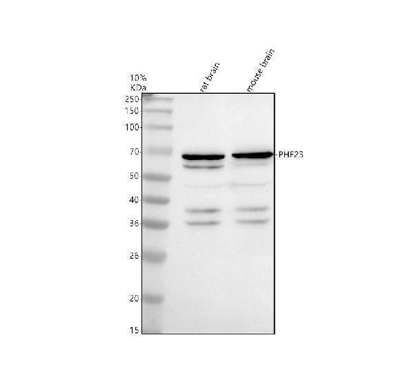 Anti-PHF23 Antibody Picoband®