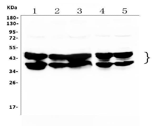Anti-hnRNP D/AUF1/HNRNPD Antibody Picoband®
