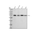 Anti-PDCL3 Antibody Picoband®