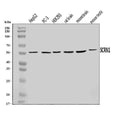 Anti-SCRN1 Antibody Picoband®