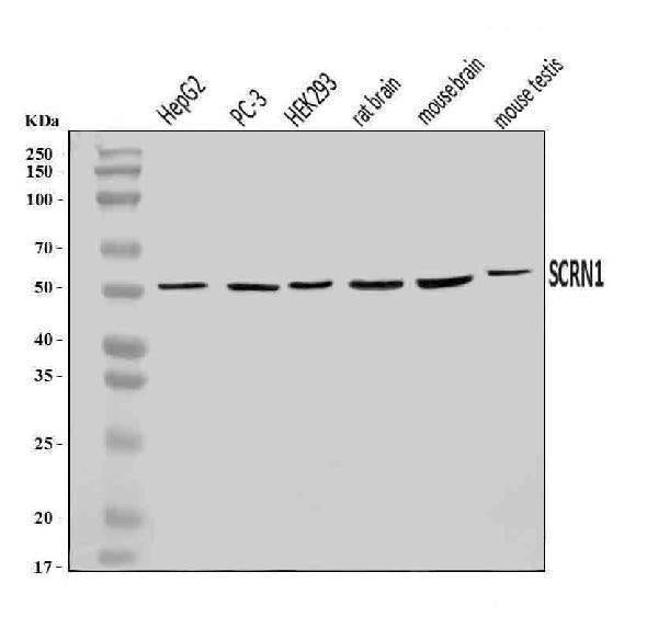 Anti-SCRN1 Antibody Picoband®