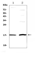 Anti-Epigen/EPGN Antibody Picoband®