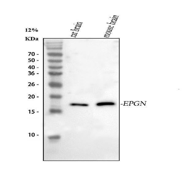 Anti-Epigen/Epgn Antibody Picoband®