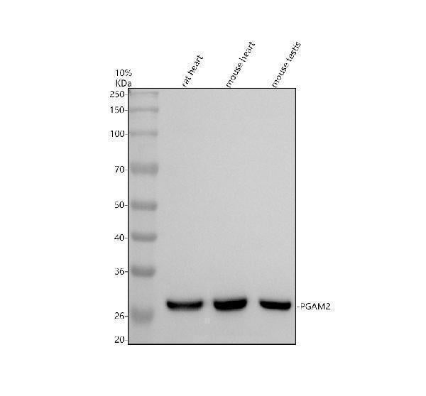 Anti-PGAM2 Antibody Picoband®
