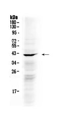 Anti-NDRG3 Antibody Picoband®