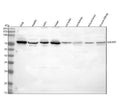 Anti-GALNT7 Antibody Picoband®