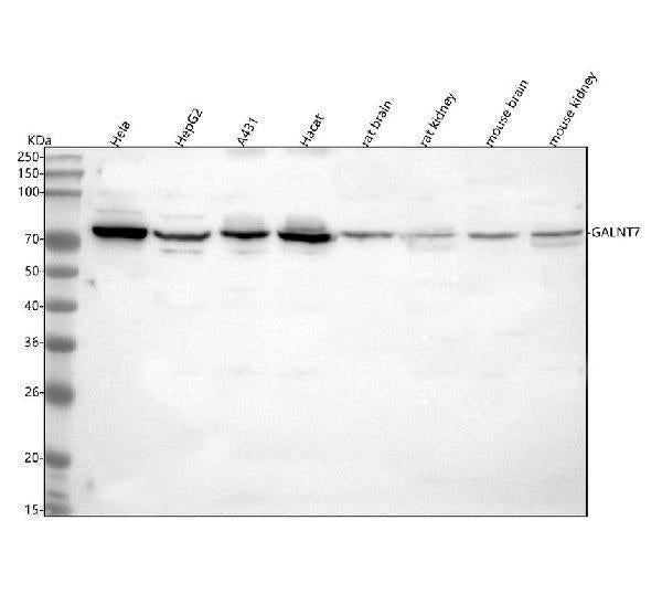 Anti-GALNT7 Antibody Picoband®